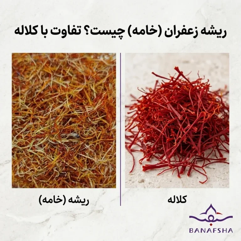 ریشه زعفران چیست؟ بررسی کاربرد و ارزش خامه زعفران